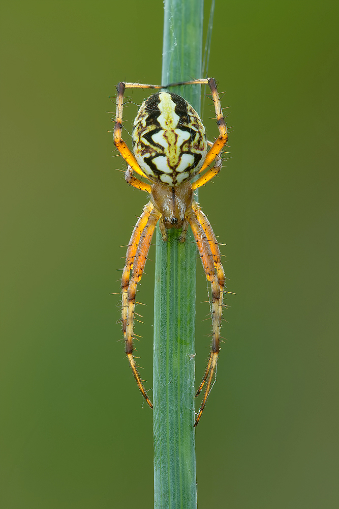 Spider transparence