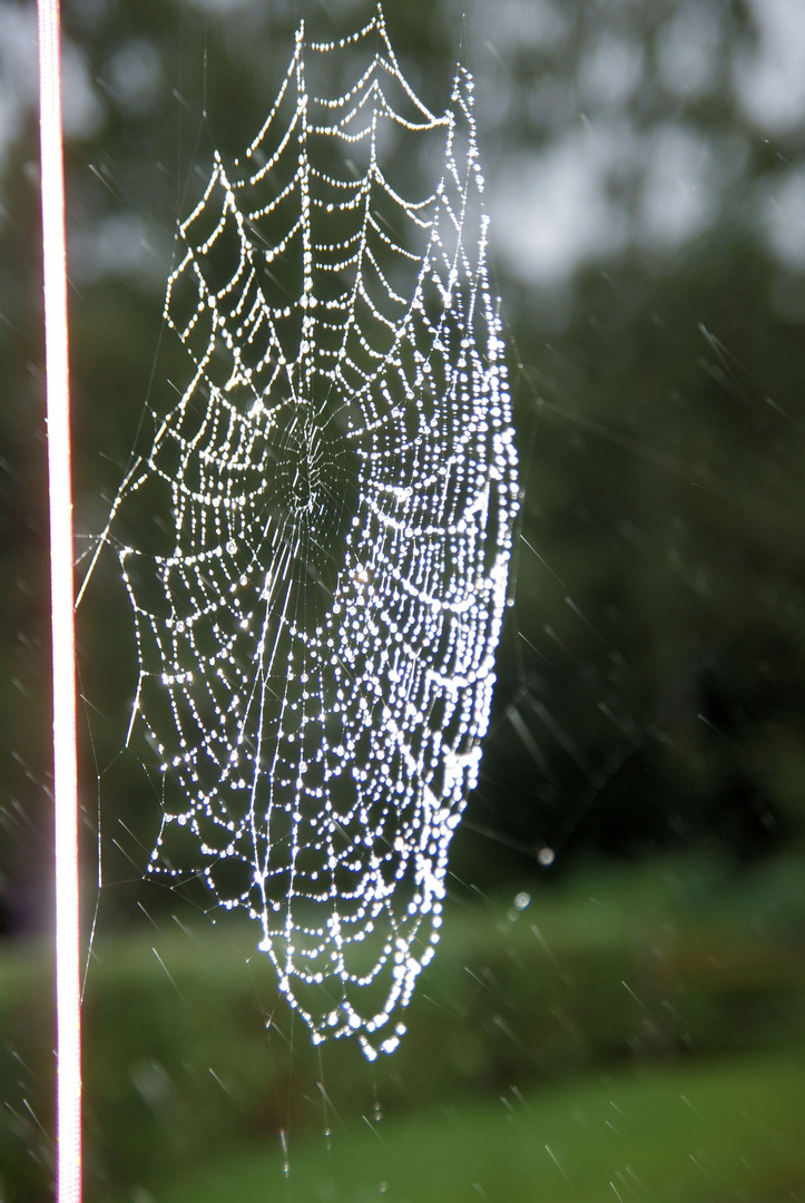 Spider trap in the rain.......