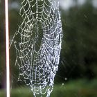 Spider trap in the rain.......