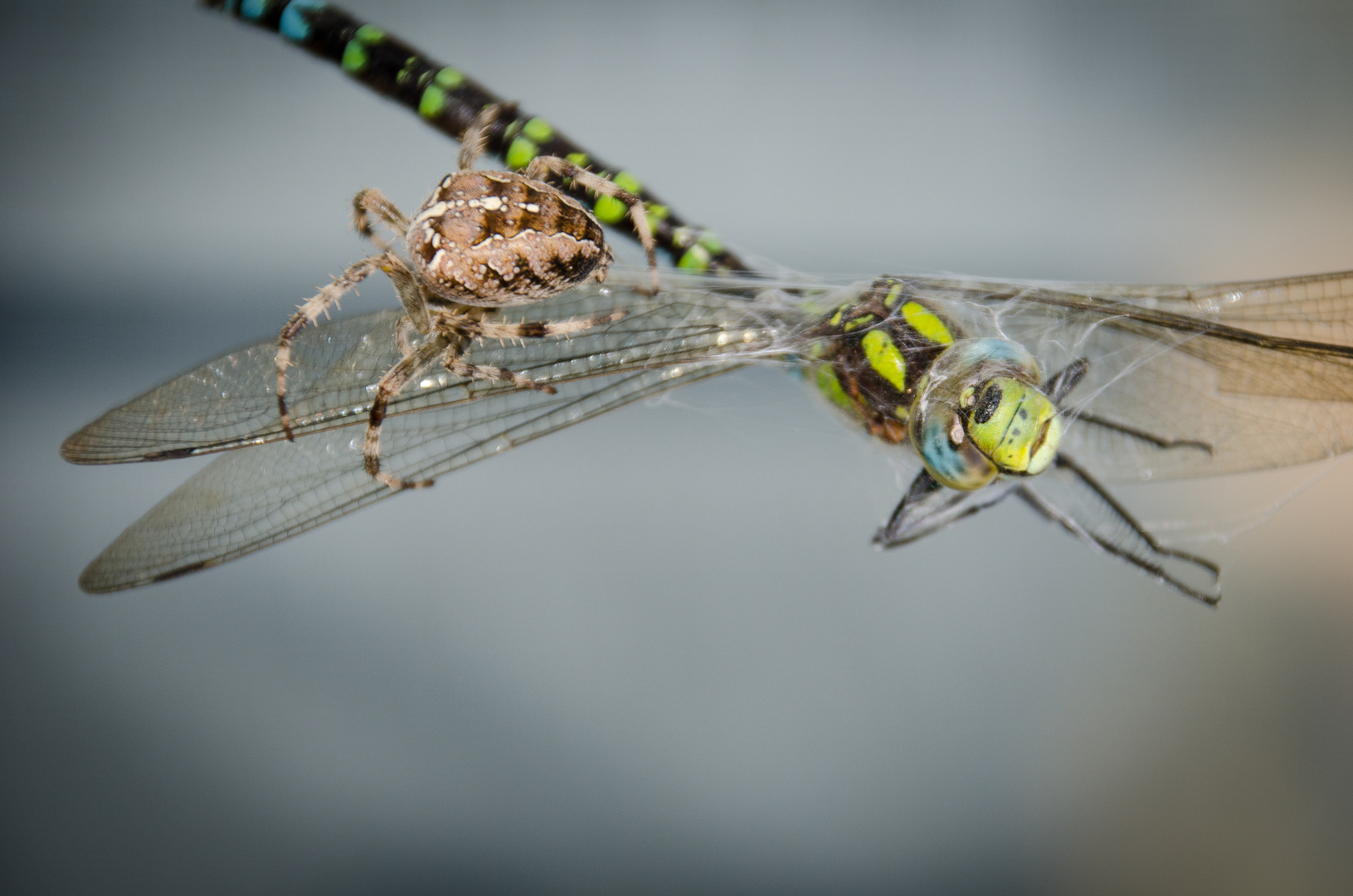 Spider und Libelle