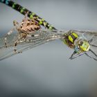 Spider und Libelle