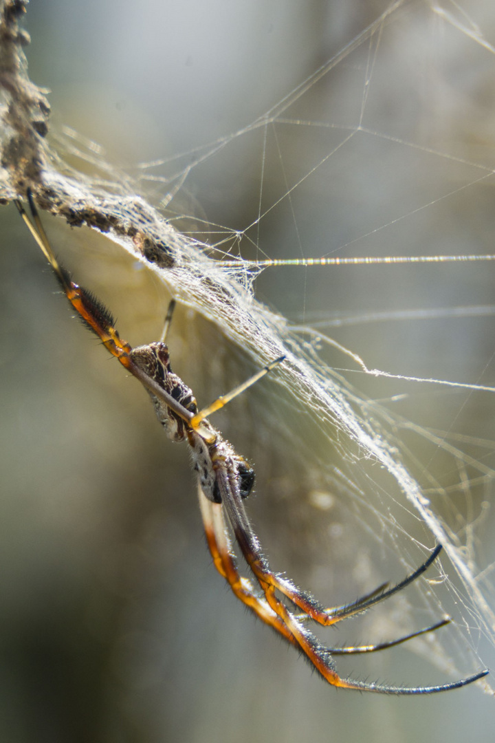 Spider Upside Down