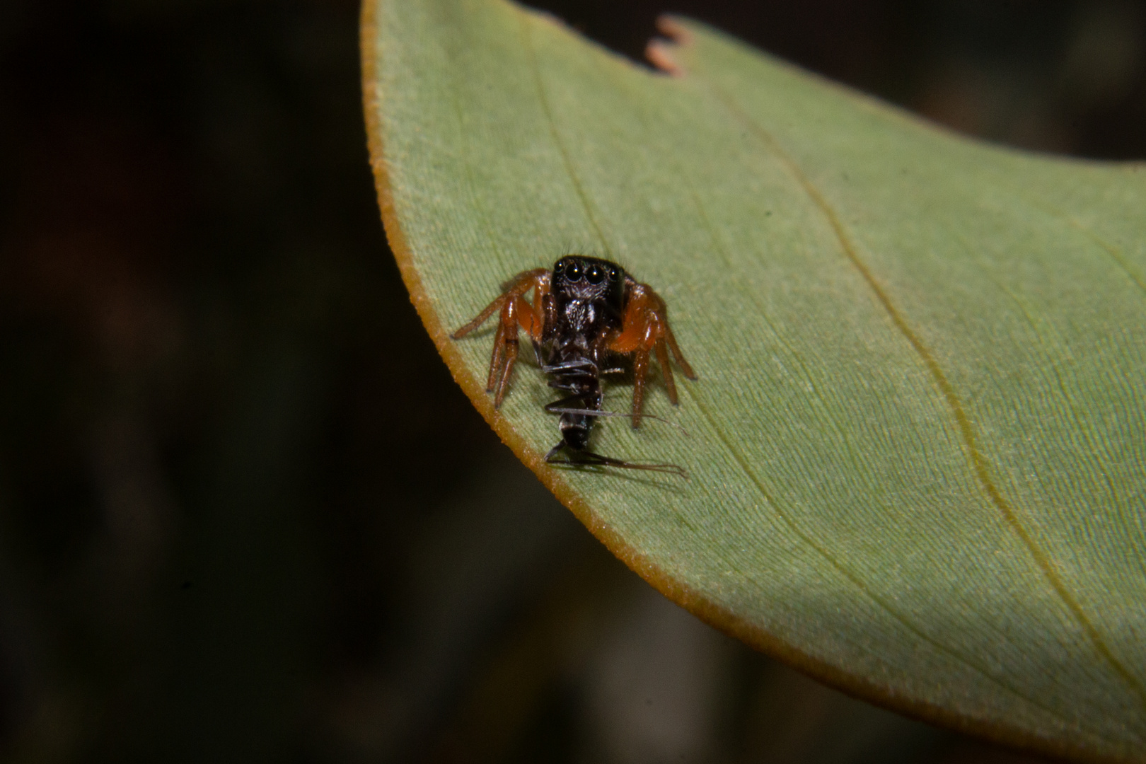 Spider vs. Ant.