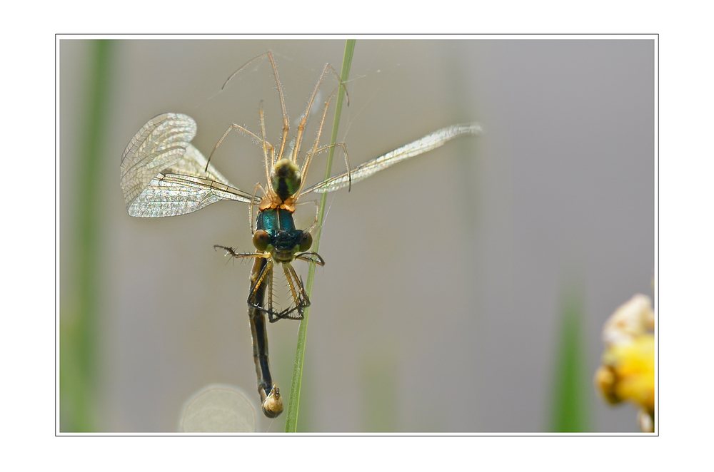 Spider vs Dragonfly