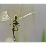 Spider vs Dragonfly