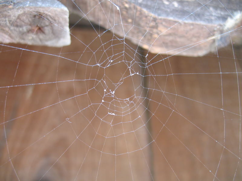 Spider web