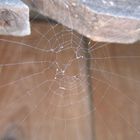 Spider web