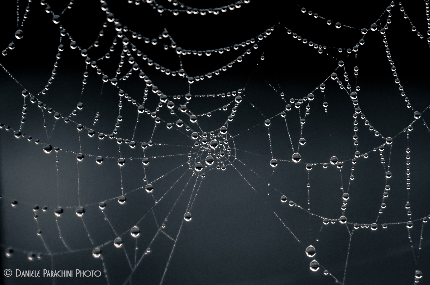 Spider Web