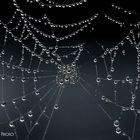 Spider Web