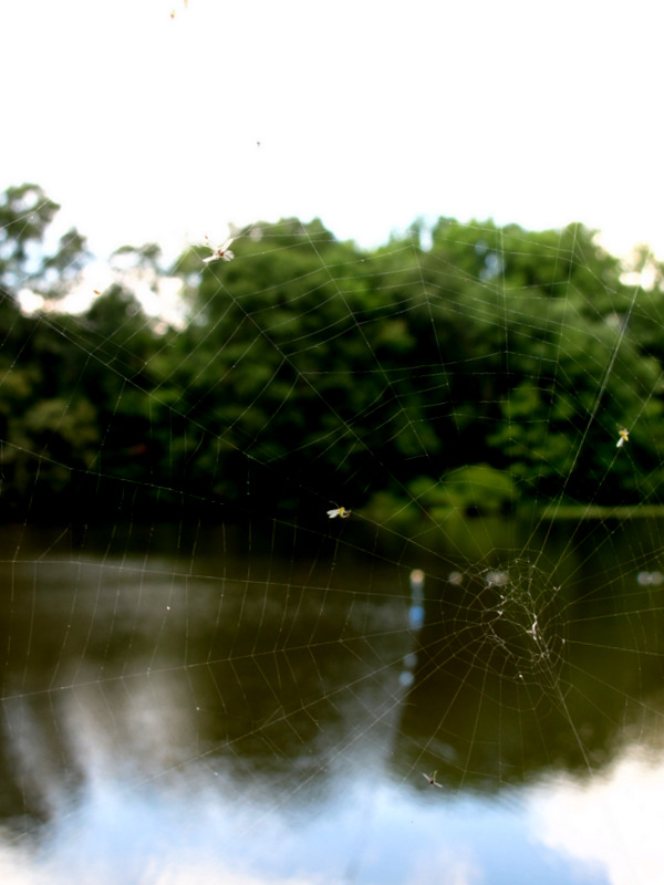 Spider Web