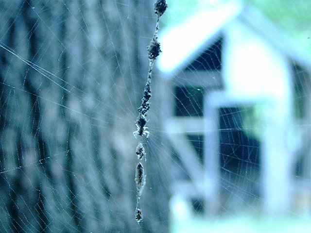 Spider Web