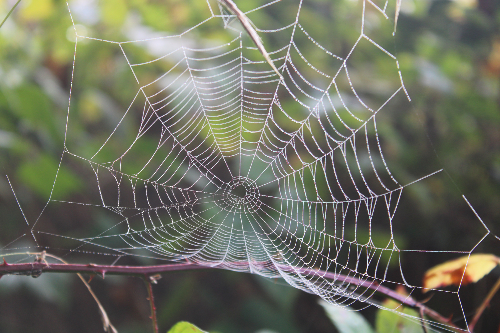 Spider web