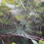 Spider web