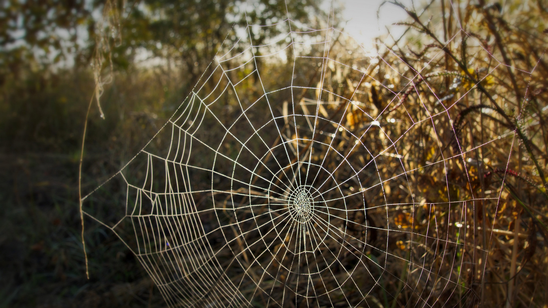 Spider Web