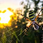 Spider web and sunset