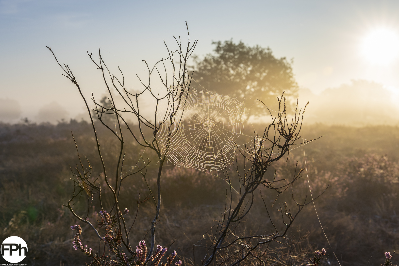 Spider web at sunrise