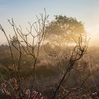 Spider web at sunrise