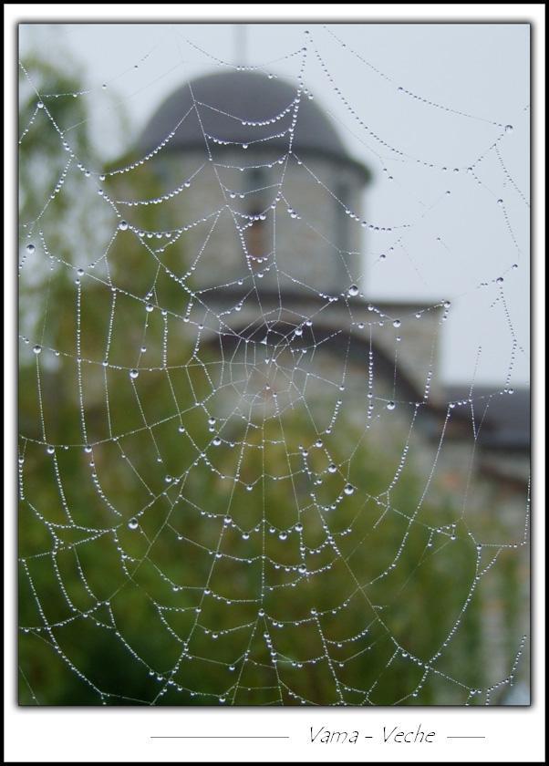 Spider WEB