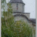 Spider WEB