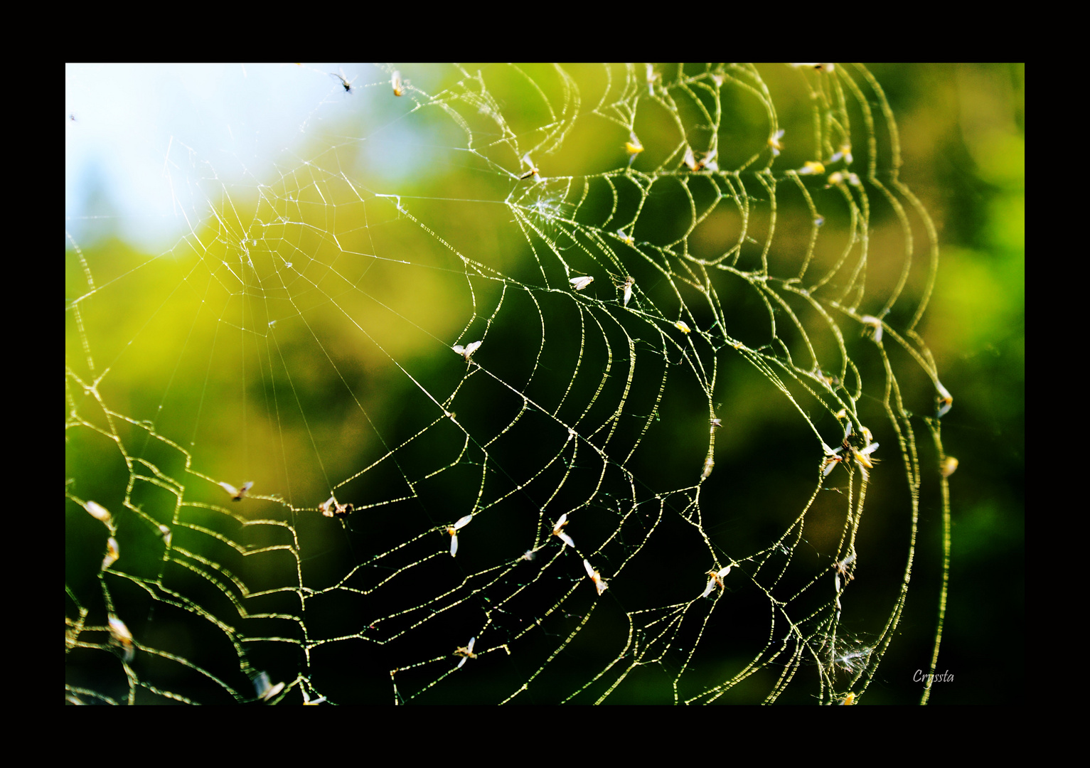 Spider web