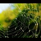 Spider web