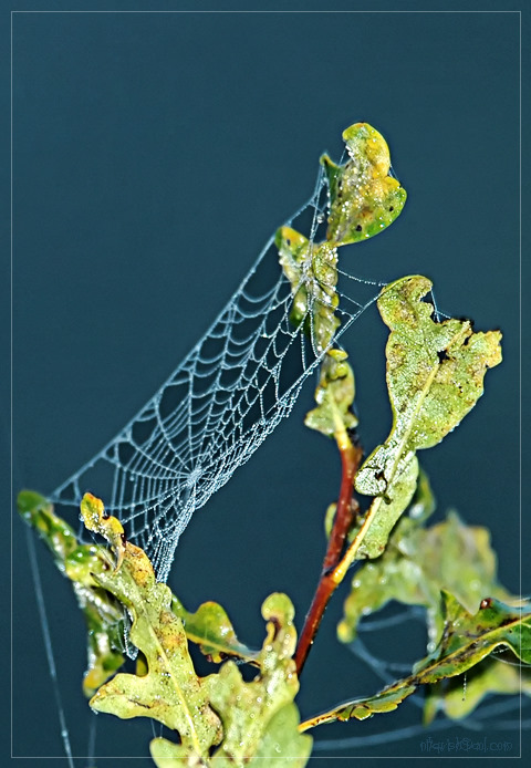 spider web