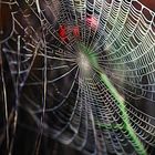 Spider web