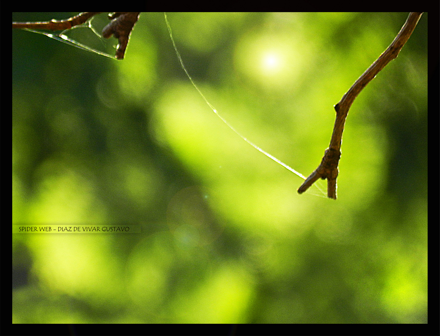 Spider Web - Diaz de vivar gustavo