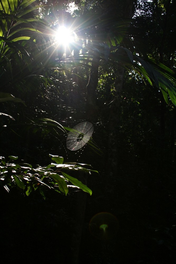 spider web in forest