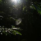 spider web in forest