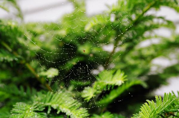 Spider web in morning dew