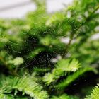 Spider web in morning dew