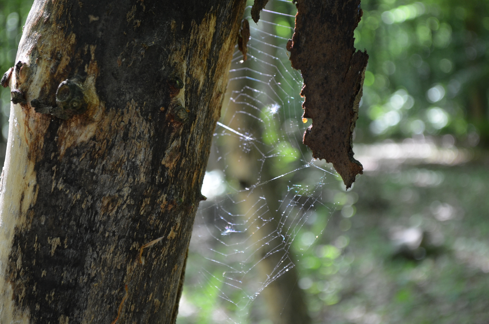 Spider web in the sun