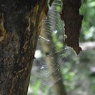 Spider web in the sun