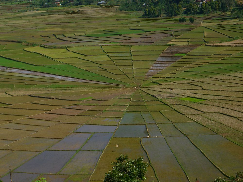 spider web ricefield flores indonesia