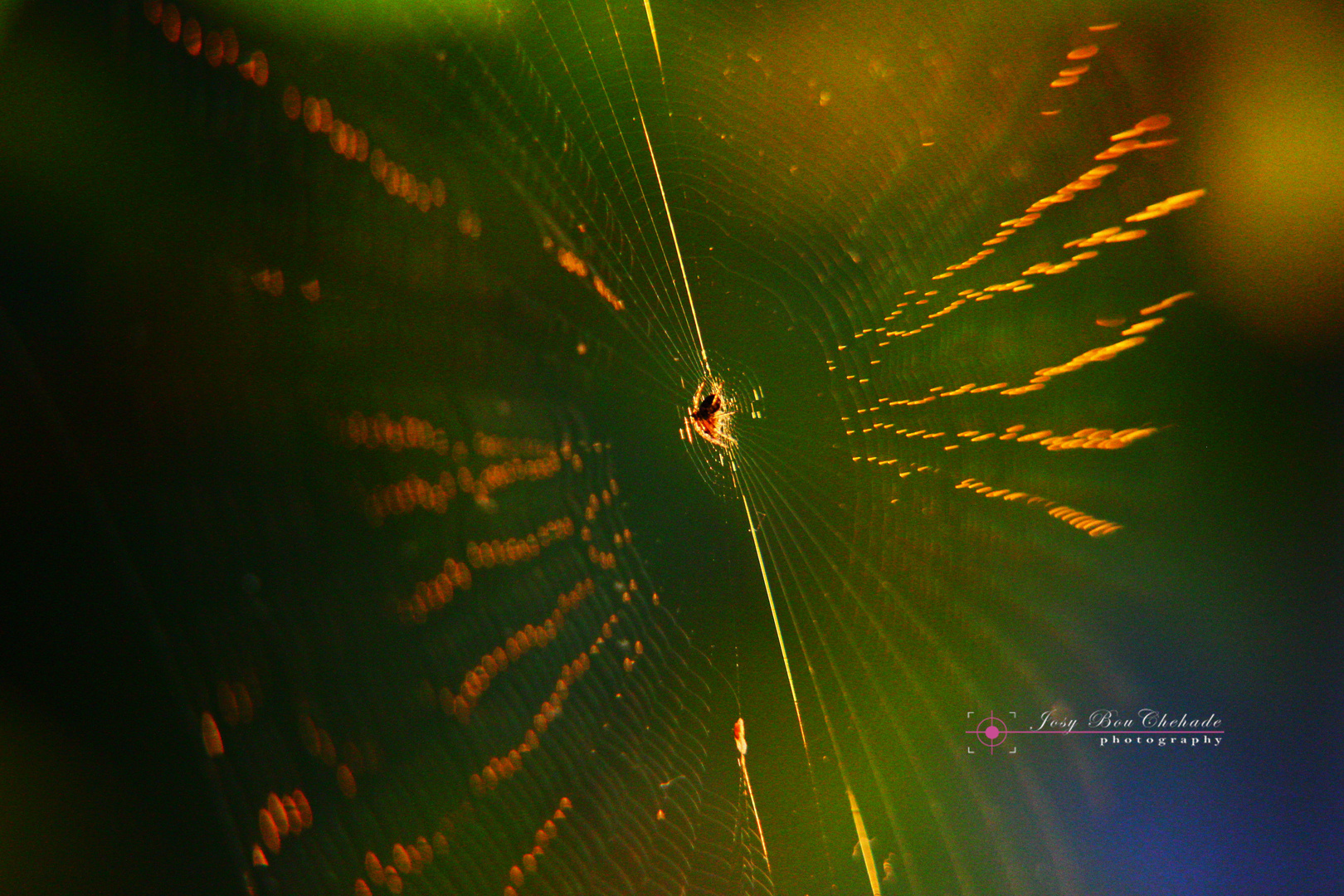 spider web wiht sunset