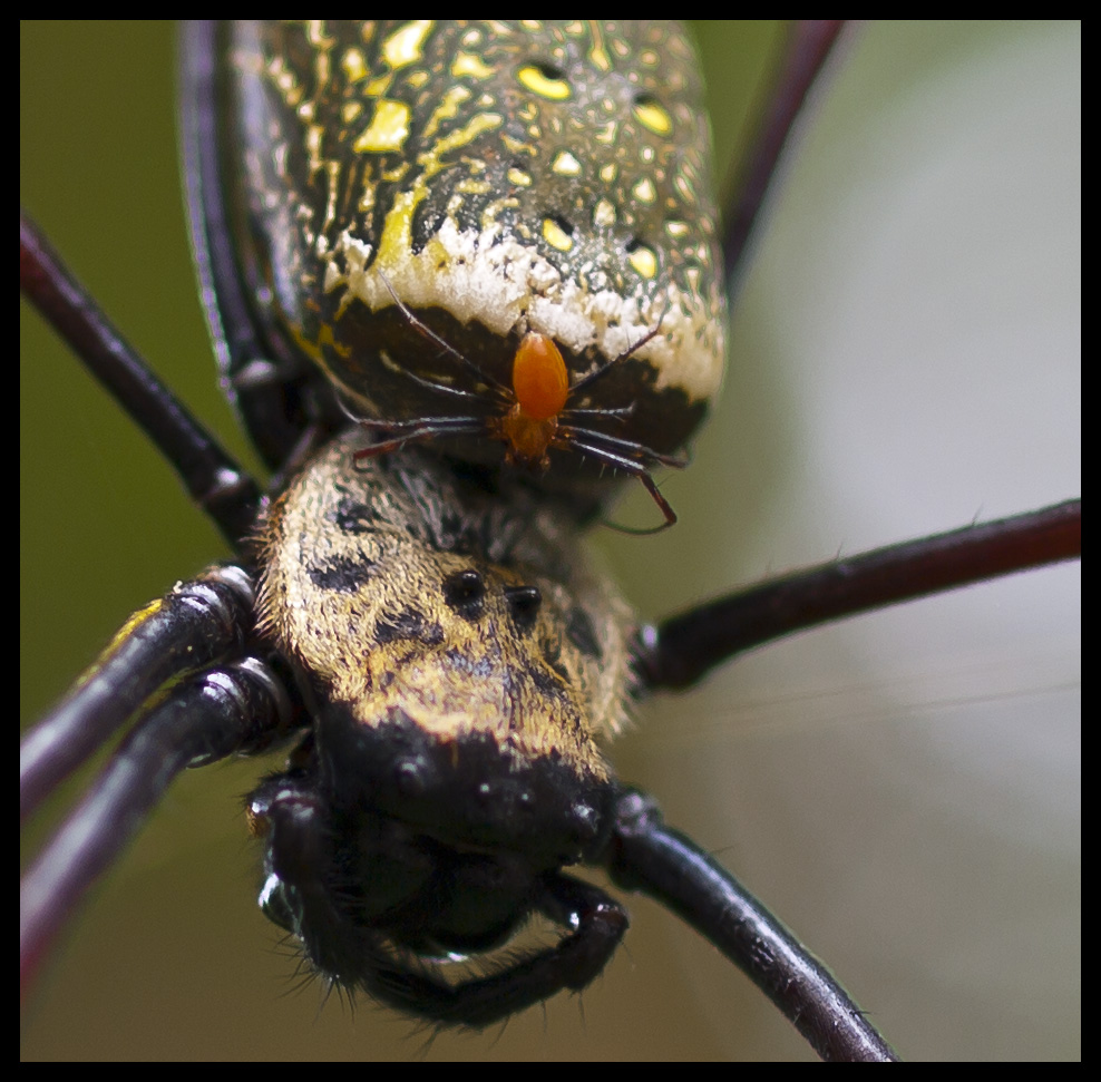 Spider with baby spider