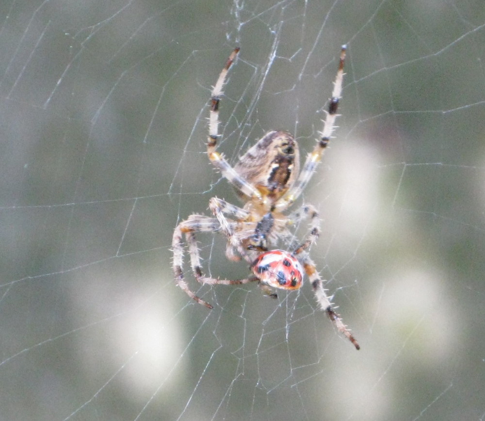 Spider with prey