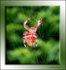 Spider_2