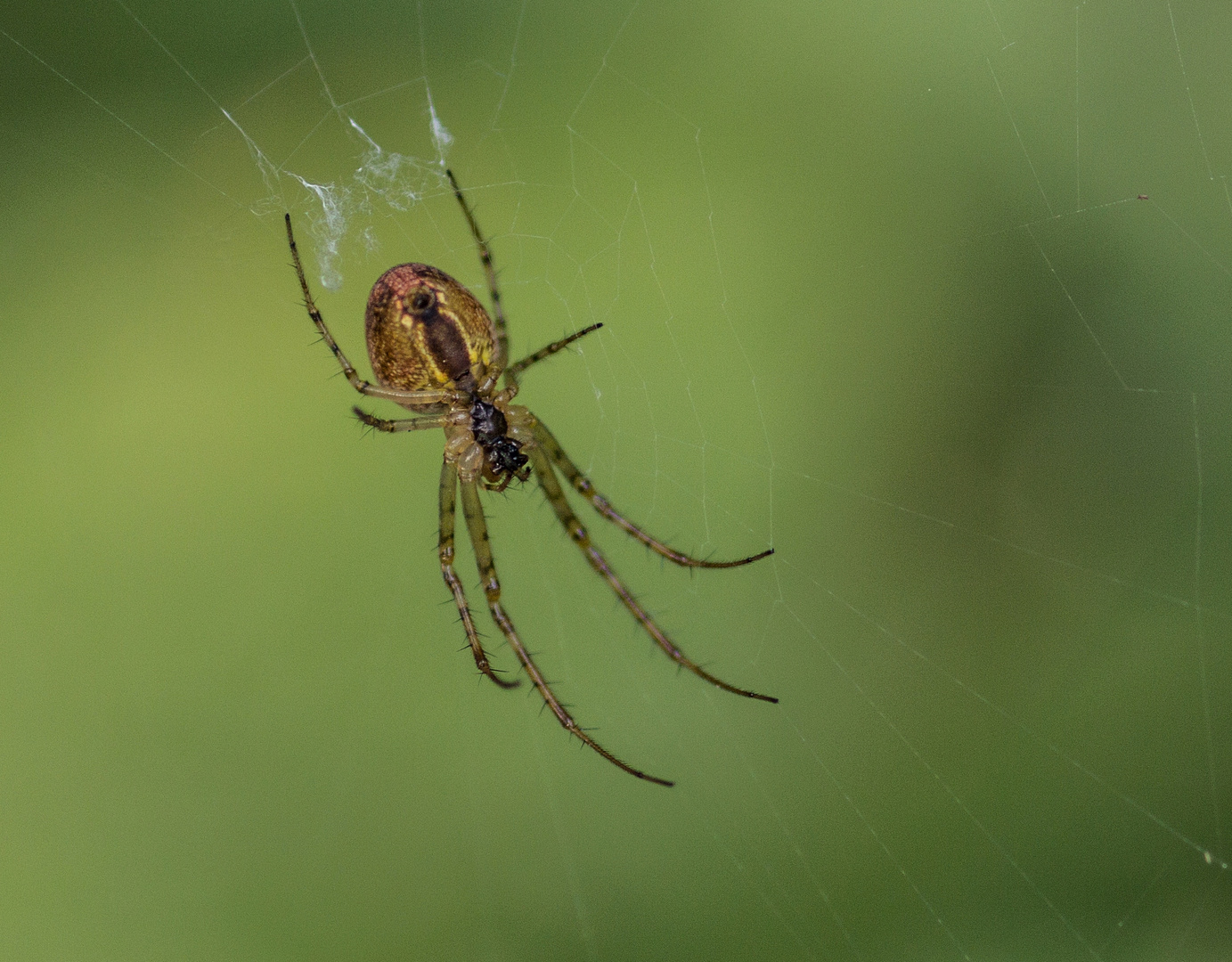 Spiderboy 