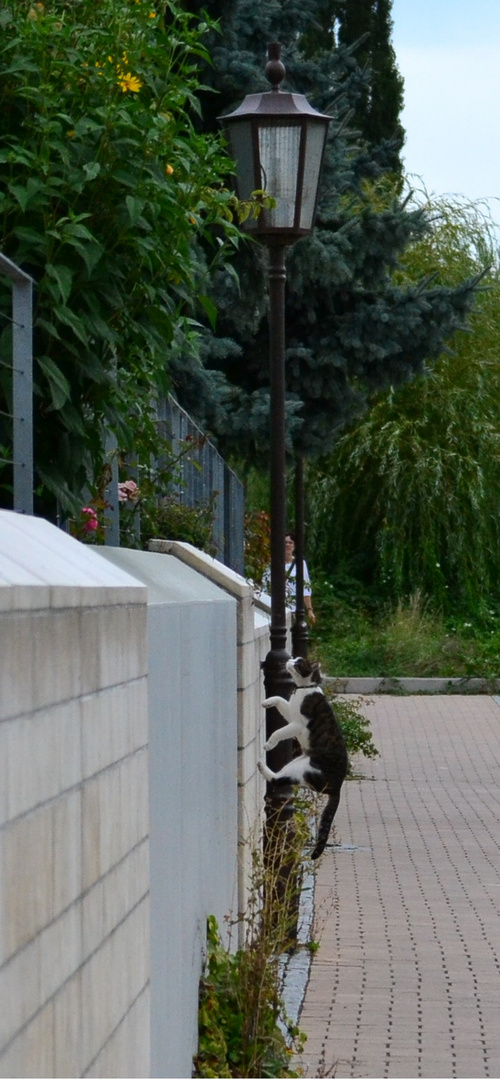 spidercat (kein fake, einfach nur glück)