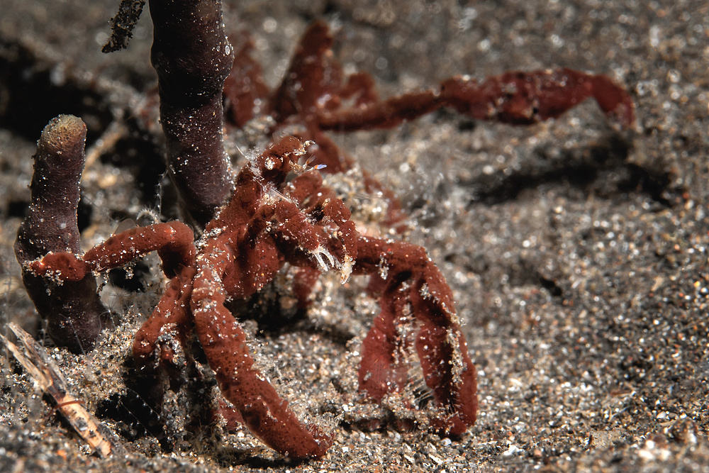 Spidercrab - Achaeus sp2 - Spinnenkrabbe / Gespensterkrabbe