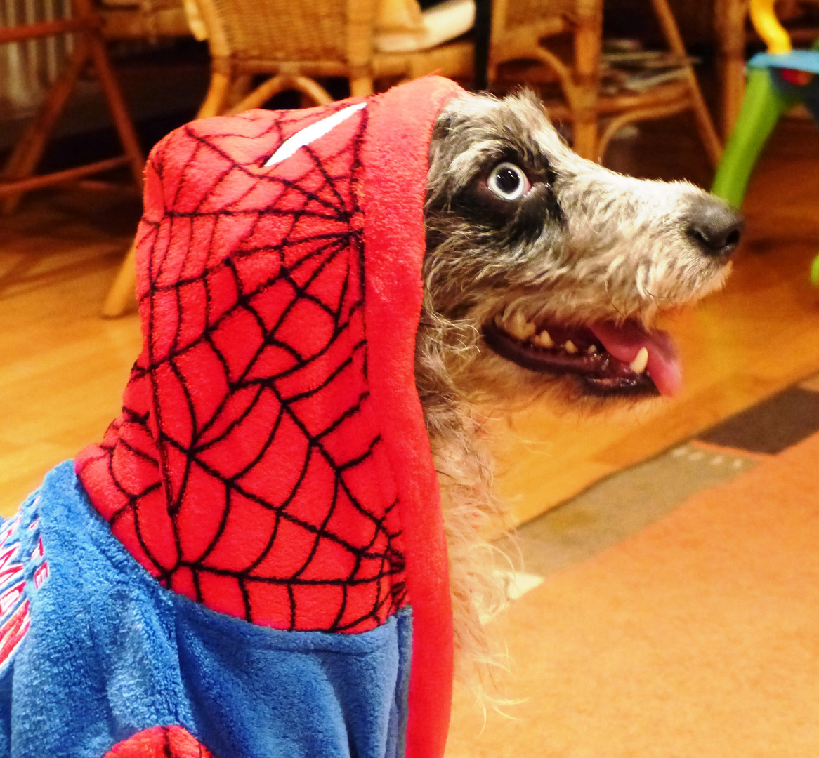 SpiderdogT essa