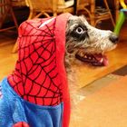 SpiderdogT essa