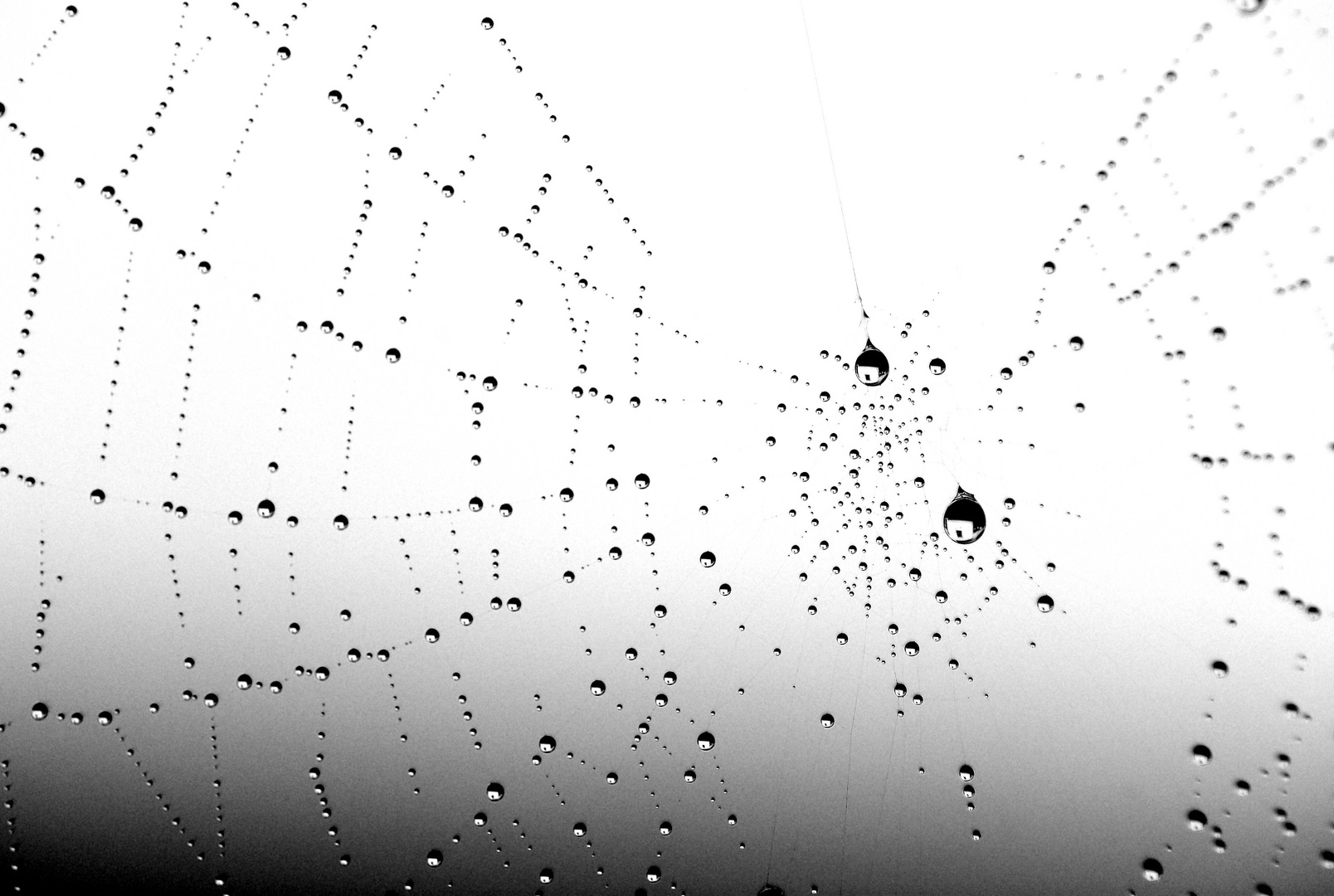 Spiderdrops