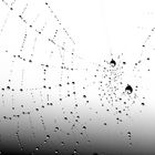 Spiderdrops