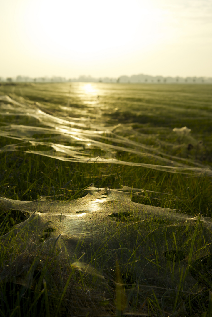 Spiderfields