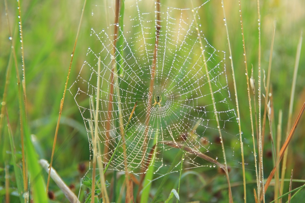 Spider@Home