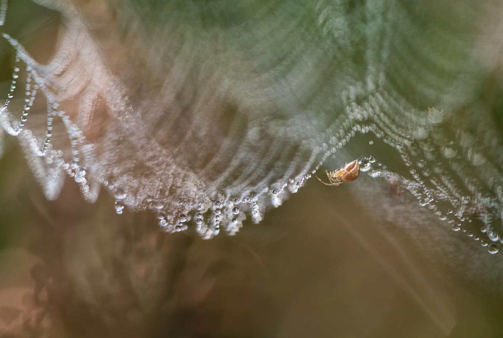 Spiderland