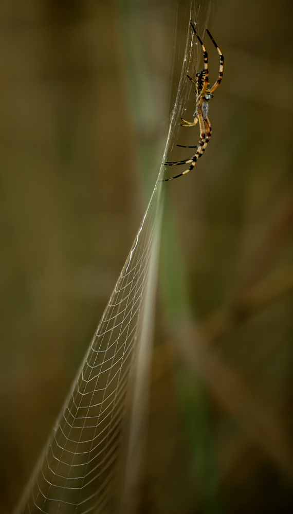 Spiderland…1